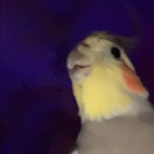 Meet your Posher, Sonya